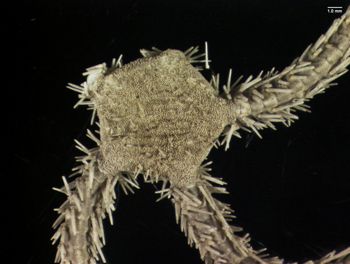 Media type: image; Invertebrate Zoology OPH-400